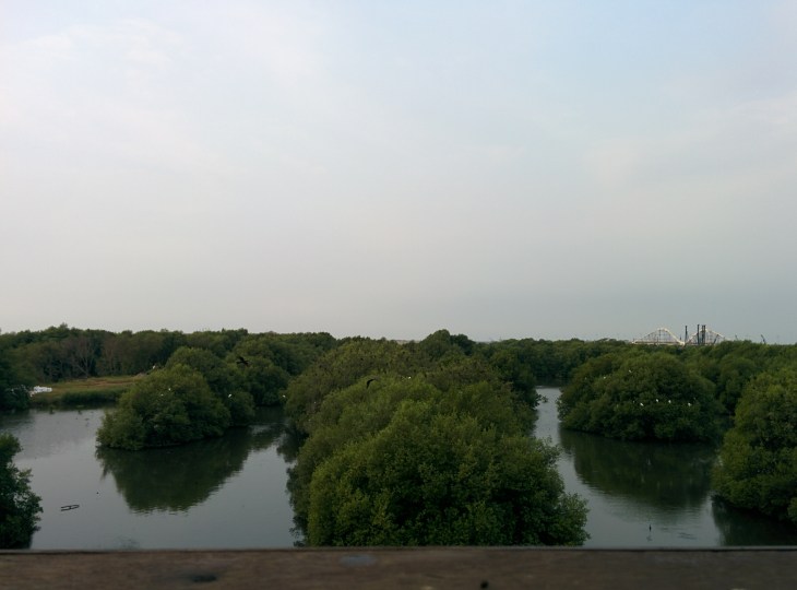 Hutan Mangrove