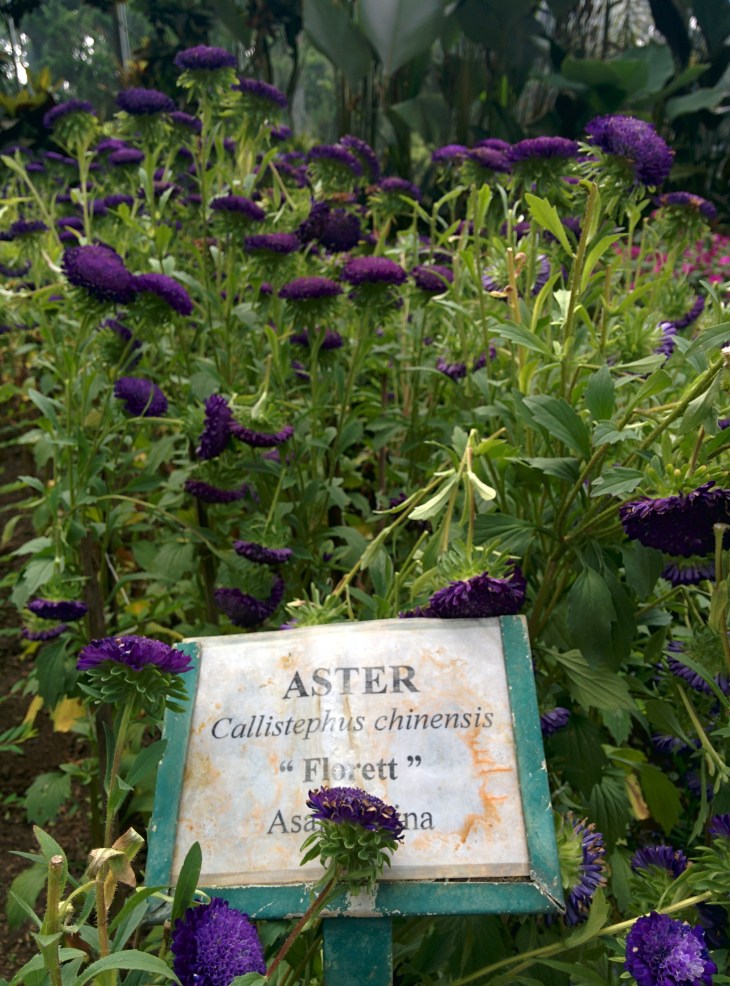 ASTER - Rumah Kaca