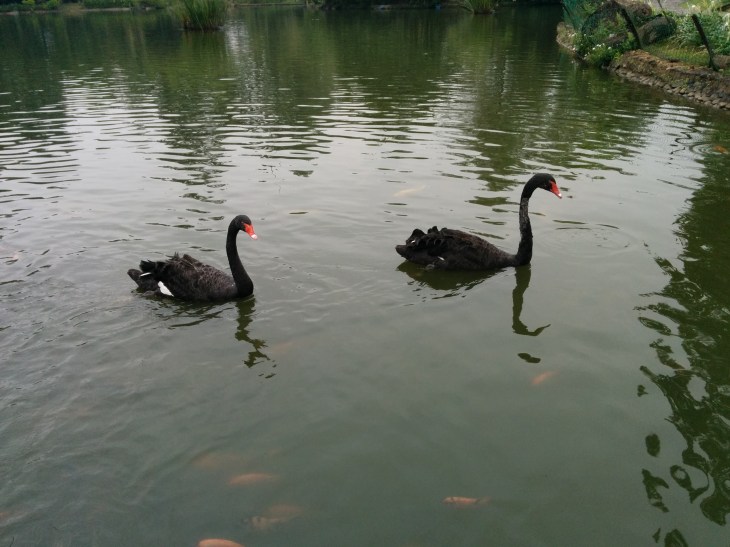 Black Swan
